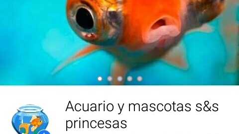 Acuario y mascota sasf