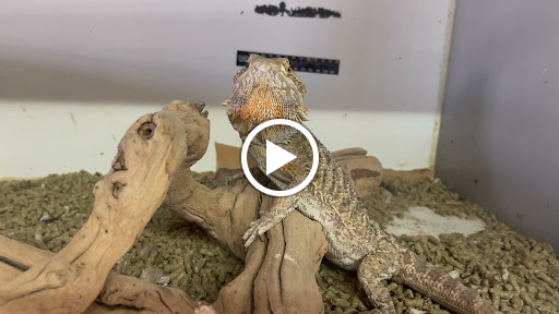 Reptile Store «La Habra Pets», reviews and photos, 1919 W La Habra Blvd, La Habra, CA 90631, USA