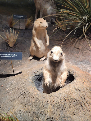 Museum «Texas Memorial Museum», reviews and photos, 2400 Trinity St, Austin, TX 78705, USA