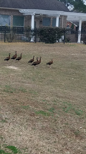 Golf Course «Heron Lakes Golf Course», reviews and photos, 7910 North Sam Houston Pkwy W, Houston, TX 77064, USA