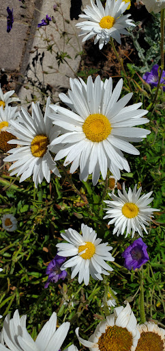 Florist «Cambria Nursery & Florist», reviews and photos, 2801 Eton Rd, Cambria, CA 93428, USA