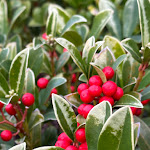 Photo n°9 de l'avis de Ahmad.A fait le 30/01/2024 à 20:31 sur le  Haus Anna an der Stadtmauer à Hanau