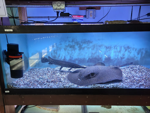 Pet Store «Forest Lake Pets», reviews and photos, 120 Lake St N, Forest Lake, MN 55025, USA