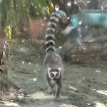 Photo n°1 de l'avis de Federico.. fait le 11/09/2019 à 21:51 sur le  Parco Zoo Falconara Srl à Falconara Marittima