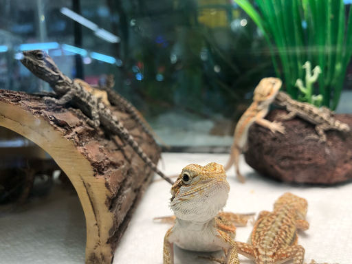 Pet Supply Store «Super Pet Store», reviews and photos, 5220 S Pulaski Rd, Chicago, IL 60632, USA