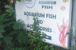 A & R Aquarium Fish image