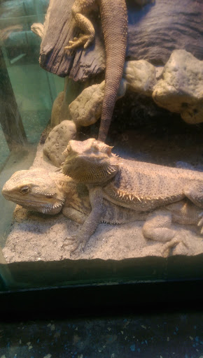 Pet Supply Store «Premier Pet Supply», reviews and photos, 31215 Southfield Rd, Beverly Hills, MI 48025, USA