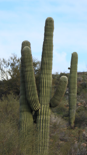 National Park «Montezuma Castle National Monument», reviews and photos, Montezuma Castle Rd, Camp Verde, AZ 86335, USA