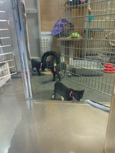 Pet Supply Store «PetSmart», reviews and photos, 2625 Gulf to Bay Blvd, Clearwater, FL 33759, USA