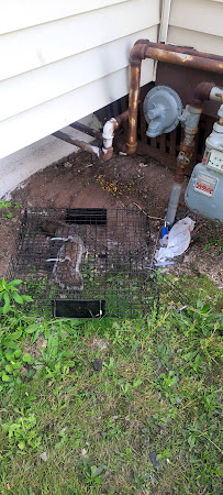 Pigeon Pros - Photo 7 - Car repair in , Rochester