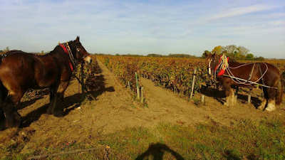 Clos Grange-Vieille à Saint-Christoly-Médoc