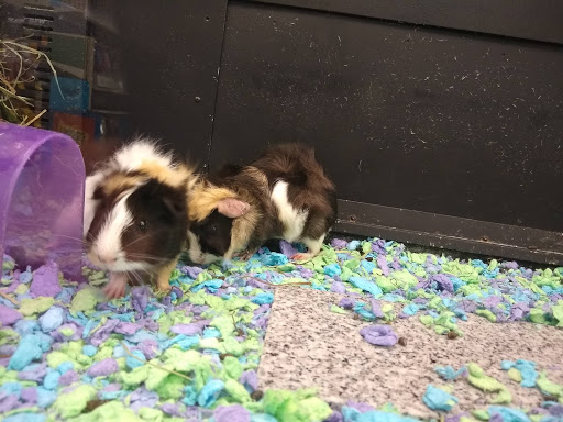 Pet Supply Store «PetSmart», reviews and photos, 9970 Sowder Village Square, Manassas, VA 20109, USA