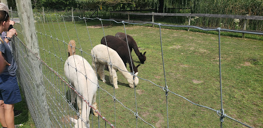 Boutique «Crystal Lake Alpaca Farm and Boutique», reviews and photos, 4907 River Rd, Frankfort, MI 49635, USA
