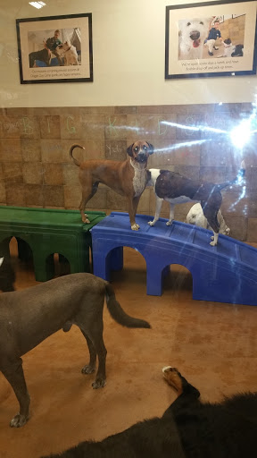 Pet Supply Store «PetSmart», reviews and photos, 131 Highlands Blvd Dr, Manchester, MO 63011, USA