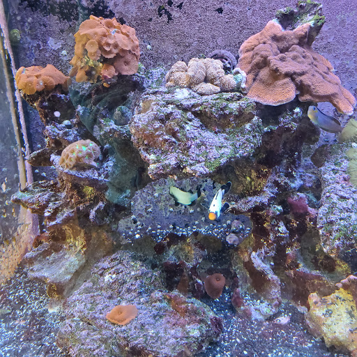 Tropical Fish Store «The Fish Store», reviews and photos, 2050 Chamblee Tucker Rd, Chamblee, GA 30341, USA
