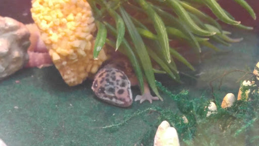 Pet Supply Store «PetSmart», reviews and photos, 144 Retail Commons Pkwy, Martinsburg, WV 25403, USA