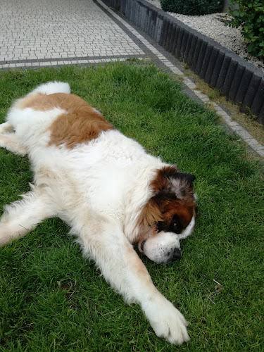 Opinii despre Chau-Miau în Kielce - Inny