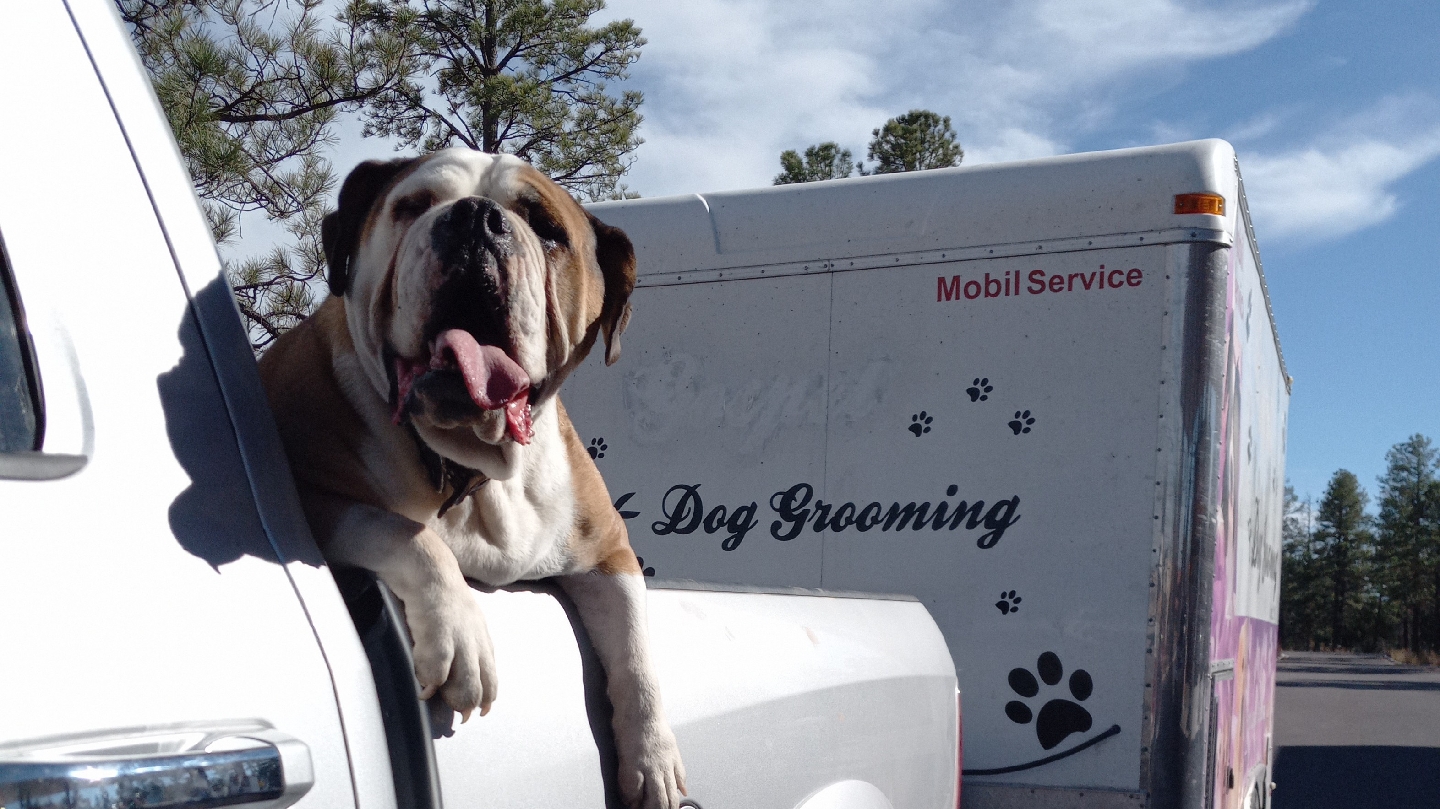 Dog Country LLC (Mobile Grooming)