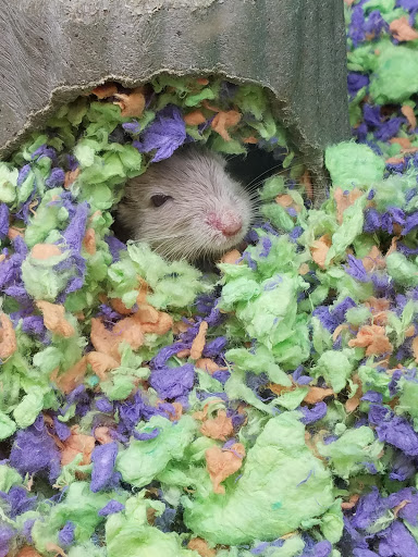 Pet Supply Store «PetSmart», reviews and photos, 5812 Youngstown Warren Rd, Niles, OH 44446, USA