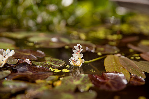 Pond Fish Supplier «The Funky Koi. Pet, Pond, Water Garden, Equine and Farm Supplies», reviews and photos, 41 Porter St, Berkley, MA 02779, USA