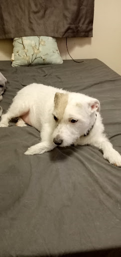 Pet Groomer «Tidy Dog Pet Supply & Salon», reviews and photos, 2612 Lebanon Pike A, Nashville, TN 37214, USA