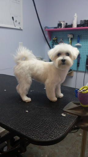 Pet Groomer «Barking Beauties pet Boutique», reviews and photos, 112 E 2nd St S, Newton, IA 50208, USA