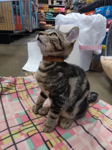 Pet Supply Store «Petco Animal Supplies», reviews and photos, 474 228th Ave NE, Sammamish, WA 98074, USA