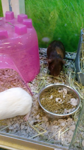 Pet Supply Store «PetSmart», reviews and photos, 1791 Oconee Connector Suite 130, Athens, GA 30606, USA