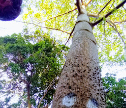 Capulines Park photo