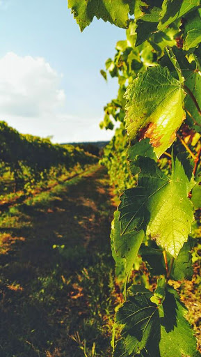 Winery «La Cruz de Comal Wines, Ltd.», reviews and photos, 7405 FM 2722, Canyon Lake, TX 78133, USA