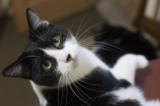 Pet Store «Humboldt Pet Supply», reviews and photos, 145 G St, Arcata, CA 95521, USA