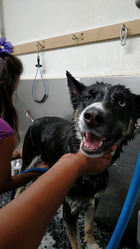 Pet Supply Store «At Your Services Pet Supplies», reviews and photos, 55 S Valle Verde Dr #300, Henderson, NV 89012, USA