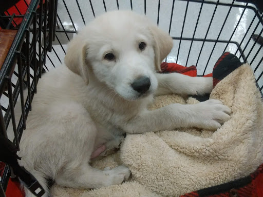 Pet Supply Store «Petco Animal Supplies», reviews and photos, 4491 Kirkwood Hwy, Wilmington, DE 19808, USA