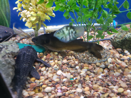 Pet Supply Store «Pet Club Santa Rosa», reviews and photos, 1935 Santa Rosa Ave, Santa Rosa, CA 95407, USA