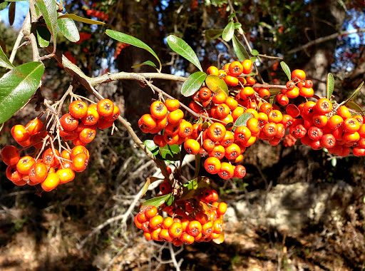 Nature Preserve «Joshua Springs Park and Preserve», reviews and photos, 716 Farm to Market 289, Comfort, TX 78013, USA