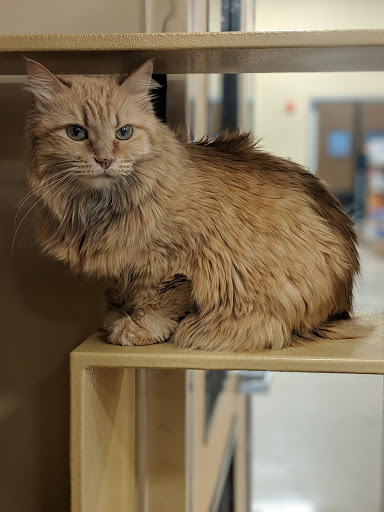 Pet Supply Store «PetSmart», reviews and photos, 1225 Industrial Rd, San Carlos, CA 94070, USA