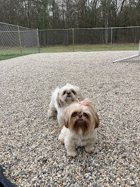 Home Away from Home Dog Boarding and Daycare - Photo 5 - Car repair in Grand Haven, MI, Muskegon