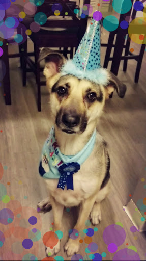 Pet Supply Store «Pet Supermarket, Inc.», reviews and photos, 380 E Michigan St, Orlando, FL 32806, USA