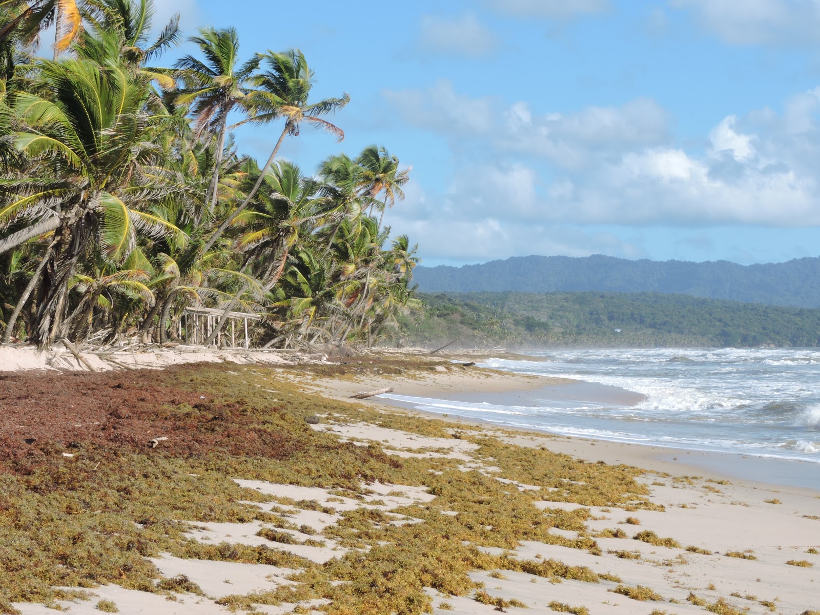 Photo de Matura beach situé dans une zone naturelle