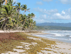 Photo de Matura beach situé dans une zone naturelle