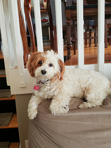 Pet Supply Store «Pet Ranch», reviews and photos, 3823 E 120th Ave, Denver, CO 80233, USA