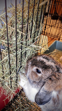 Pardner's Garden & Feed Store - Photo 8 - Car repair in Frisco, TX, Frisco