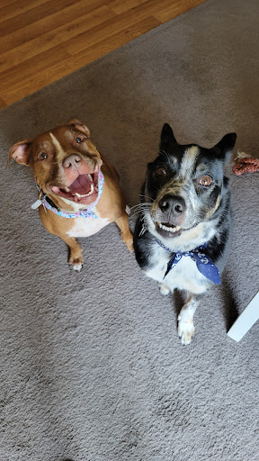 Wags East Pet Resort & Spa