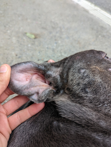 Pet Supply Store «Highland Pet Supply», reviews and photos, 1186 North Highland Avenue Northeast, Atlanta, GA 30306, USA