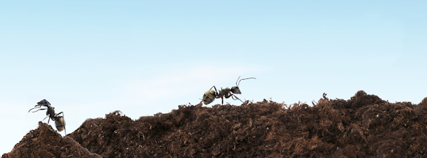 V Extermination - Exterminateur St-Hyacinthe