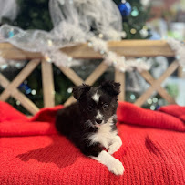 Petland - Photo 3 - Car repair in Kansas City, MO, Kansas City