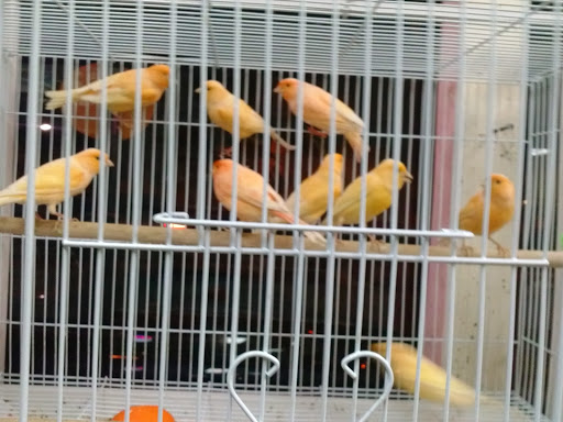 Pet Store «Louis Birds Pets & Supplies», reviews and photos, 80 Keyes St, San Jose, CA 95122, USA