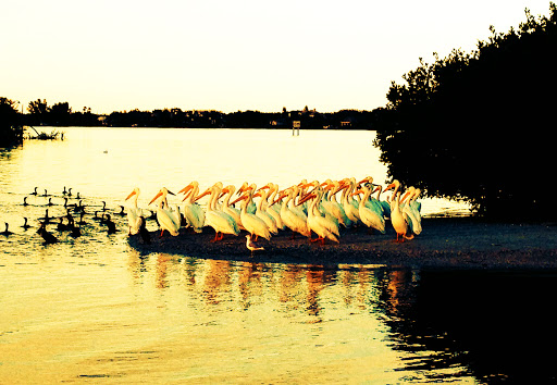 Sightseeing Tour Agency «Treasure Coast Cruises», reviews and photos, 3469 Indian River Dr E, Vero Beach, FL 32963, USA