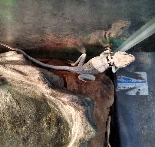 Park «Martha Lafite Thompson Nature Sanctuary», reviews and photos, 407 N La Frenz Rd, Liberty, MO 64068, USA