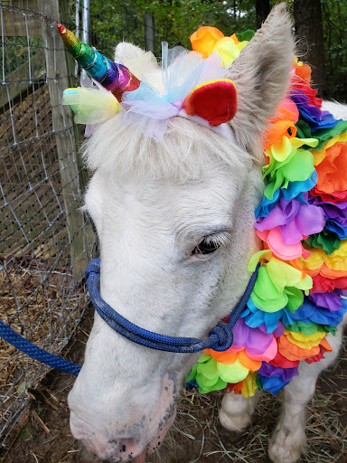 Pony Ride Service «Animals Unlimited LLC est 1996 travelling petting zoo/pony rides/travelling exotic animal programs .», reviews and photos, 16805 Mountain Rd, Montpelier, VA 23192, USA